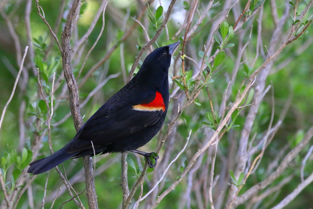 Red-winged Blackbird - ML619564410