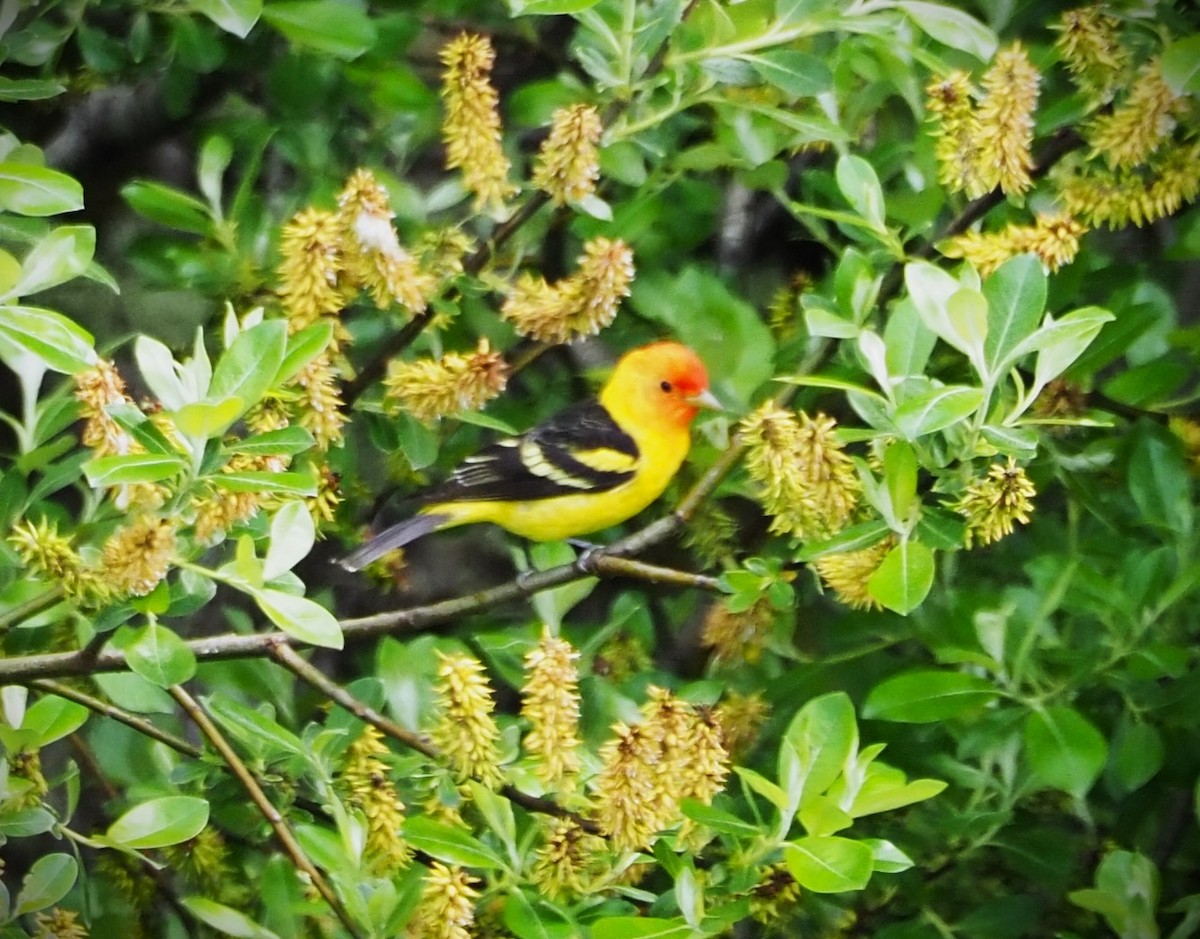 Western Tanager - ML619564436