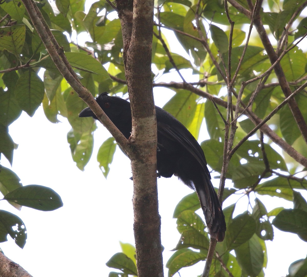 Black Magpie (Bornean) - ML619564475