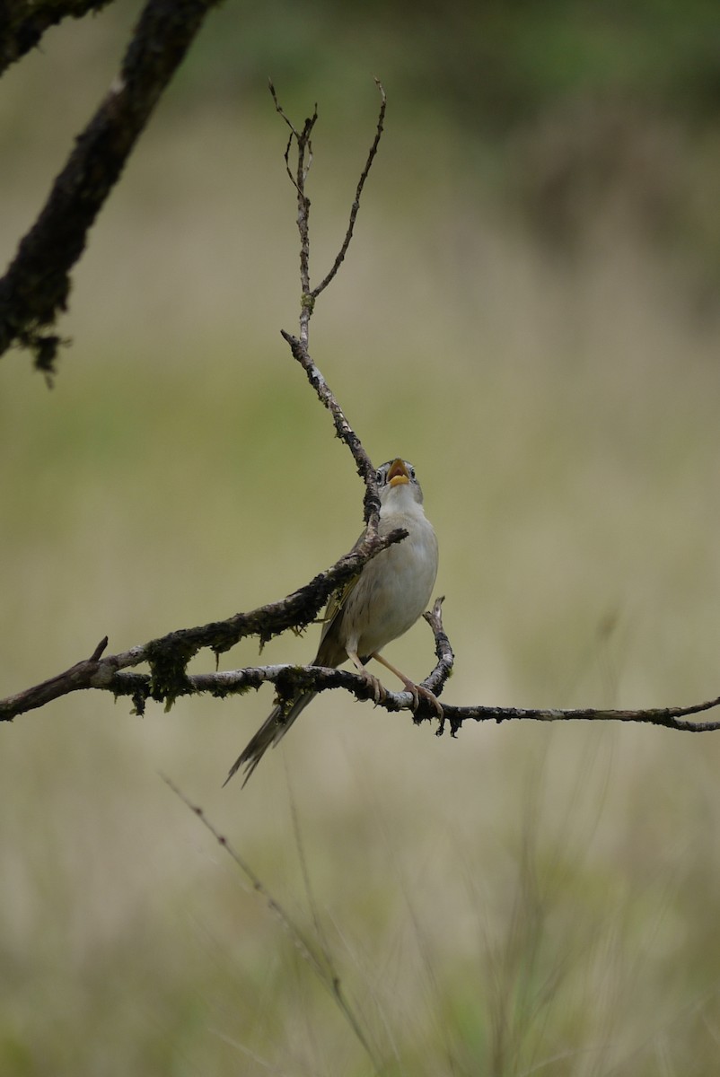 Wedge-tailed Grass-Finch - ML619564582