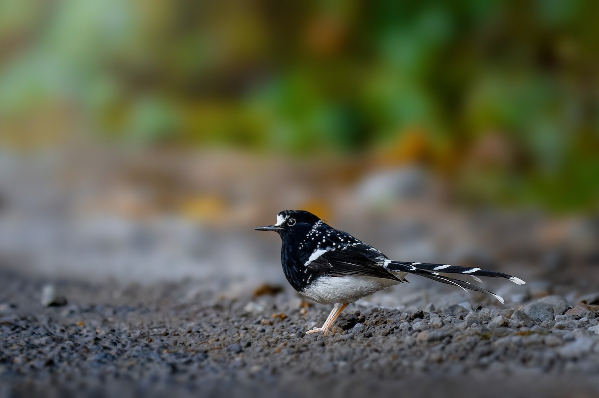 Spotted Forktail - ML619564586