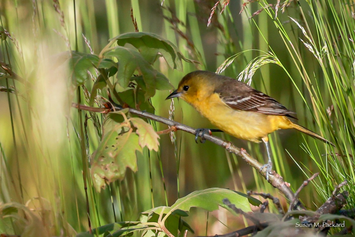 Orchard Oriole - ML619564608