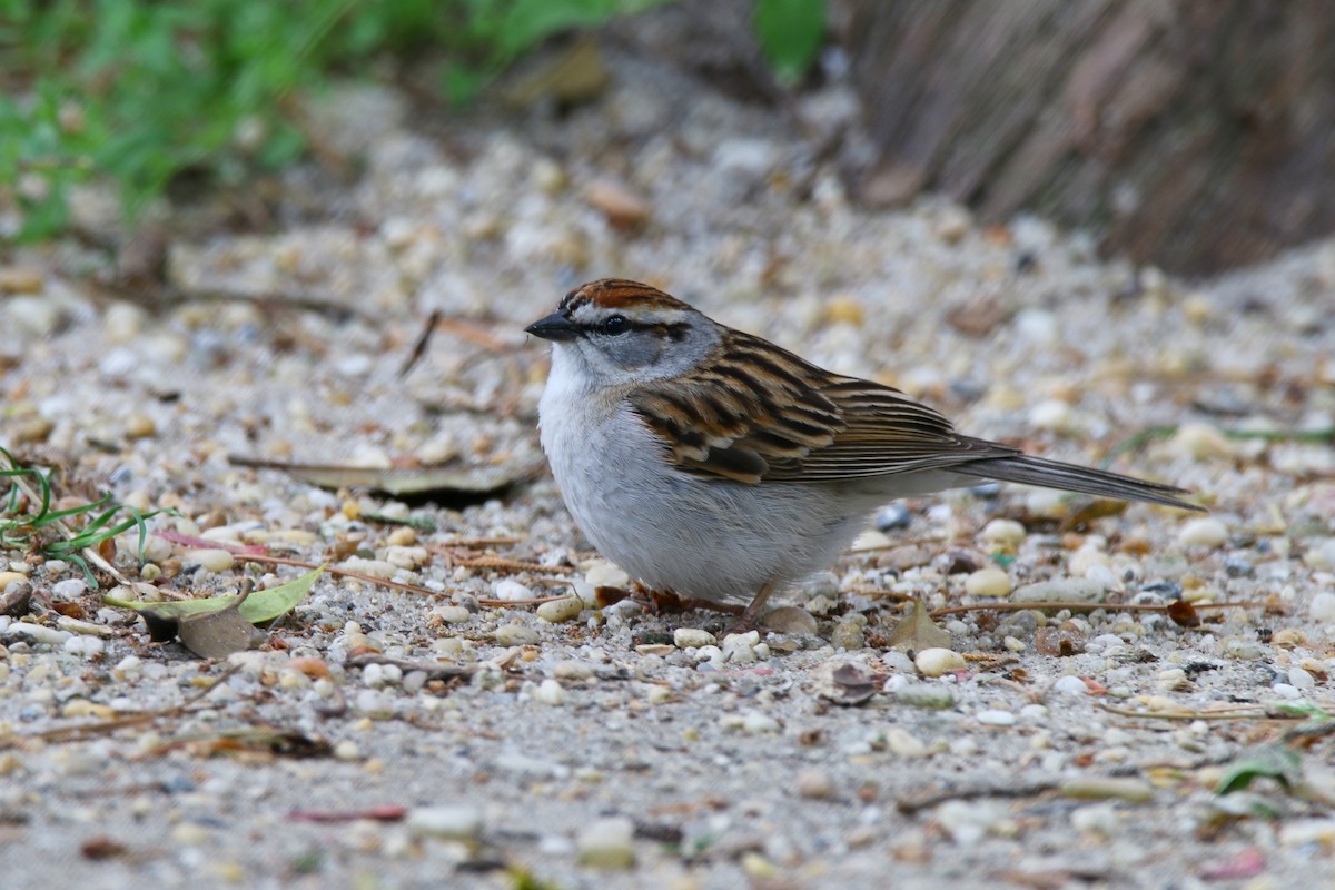 Chipping Sparrow - ML619564666