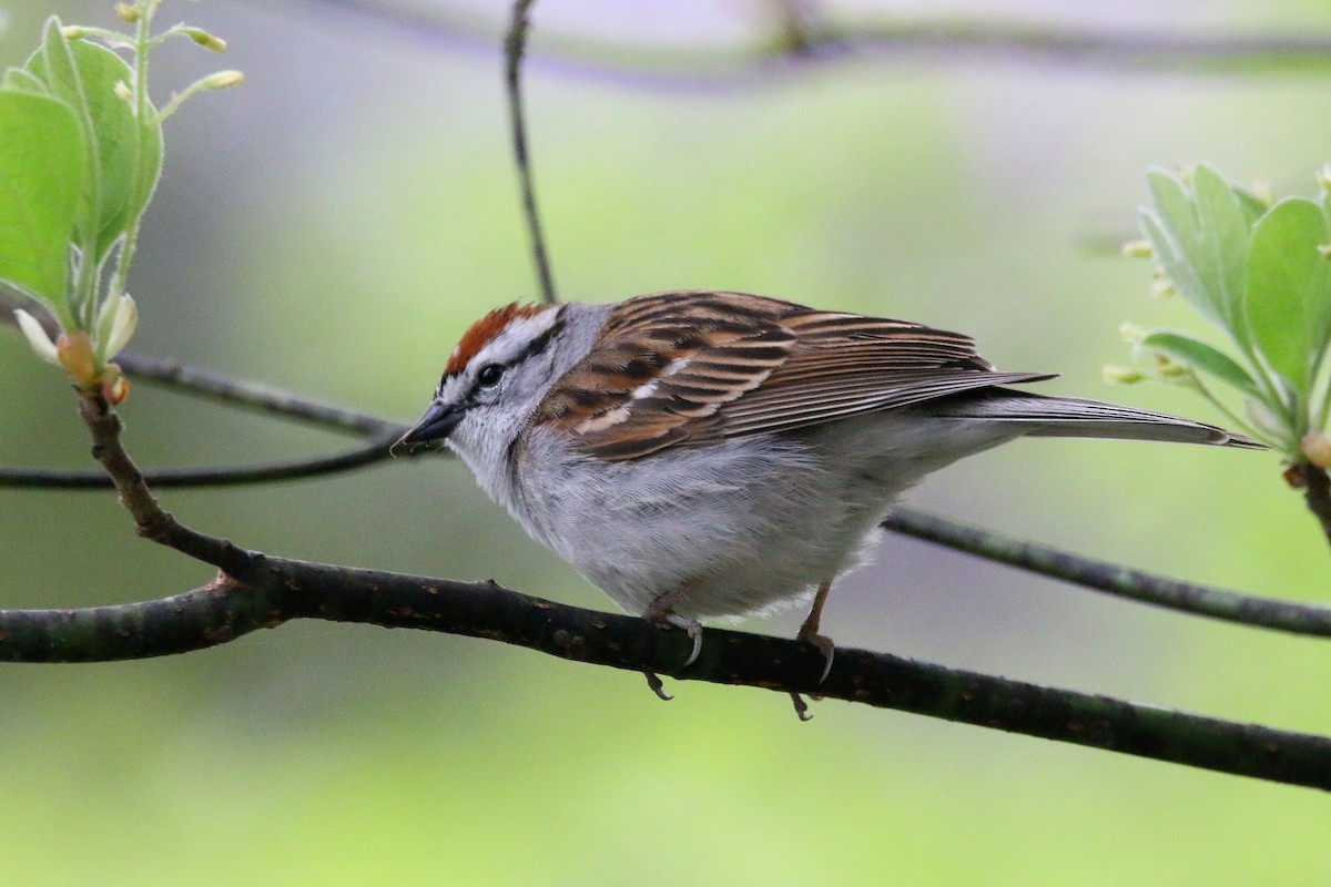 Chipping Sparrow - ML619564669