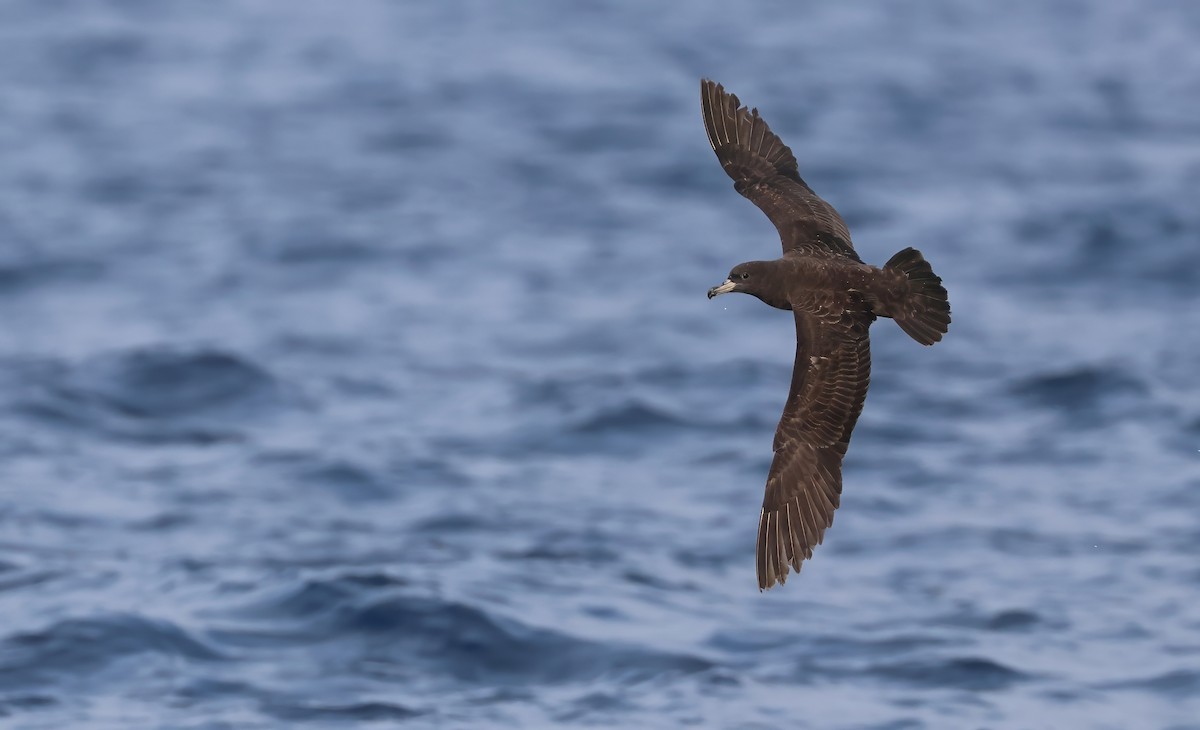 Flesh-footed Shearwater - ML619564700