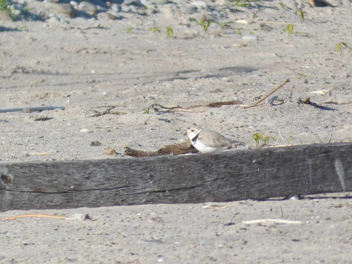 Piping Plover - ML619564720