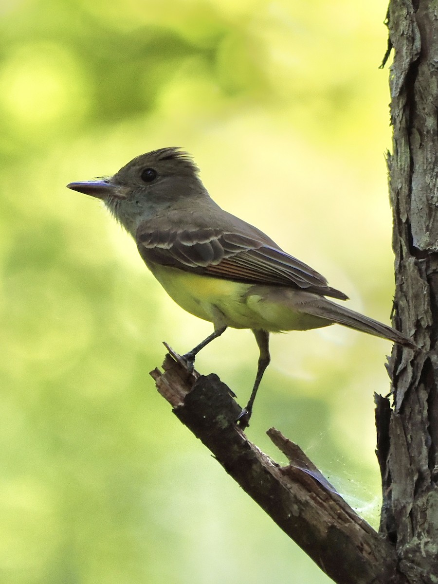 Great Crested Flycatcher - ML619564733