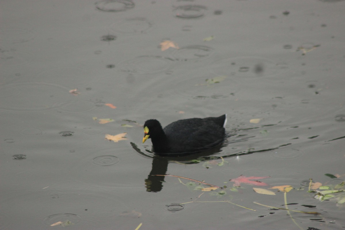 Red-gartered Coot - ML619564812
