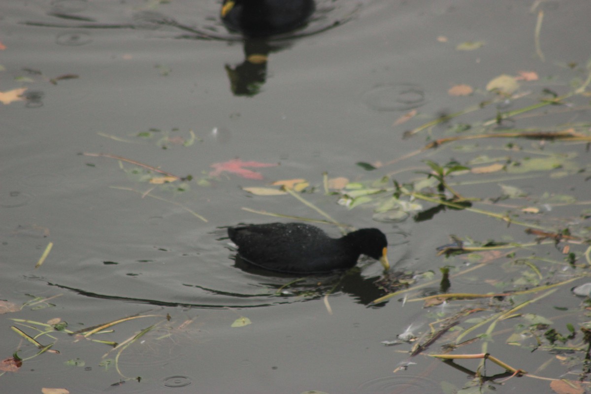 White-winged Coot - ML619564822