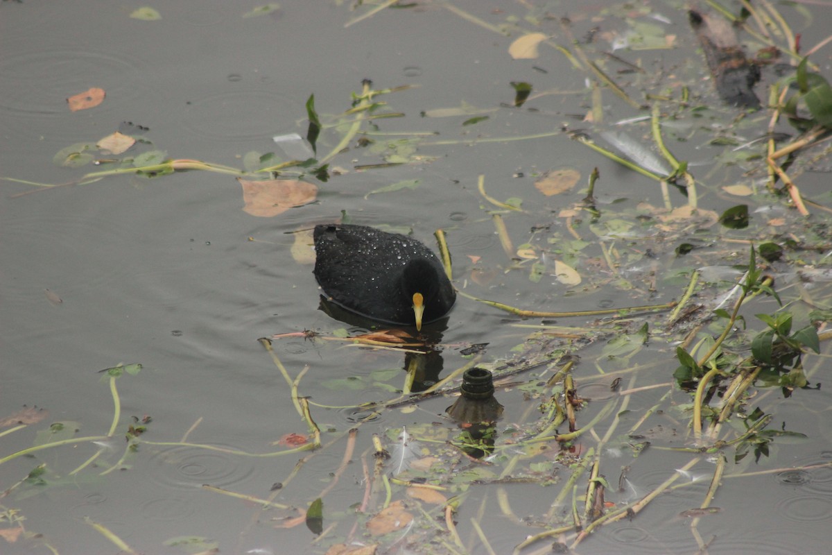White-winged Coot - ML619564825