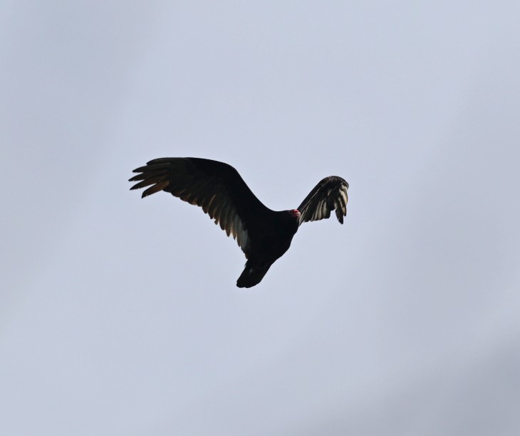 Turkey Vulture - ML619564840