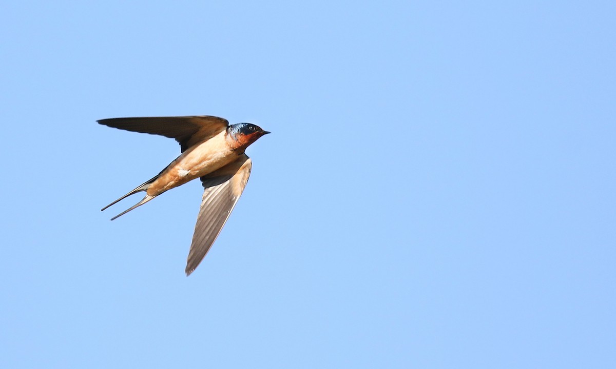 Barn Swallow - ML619564846