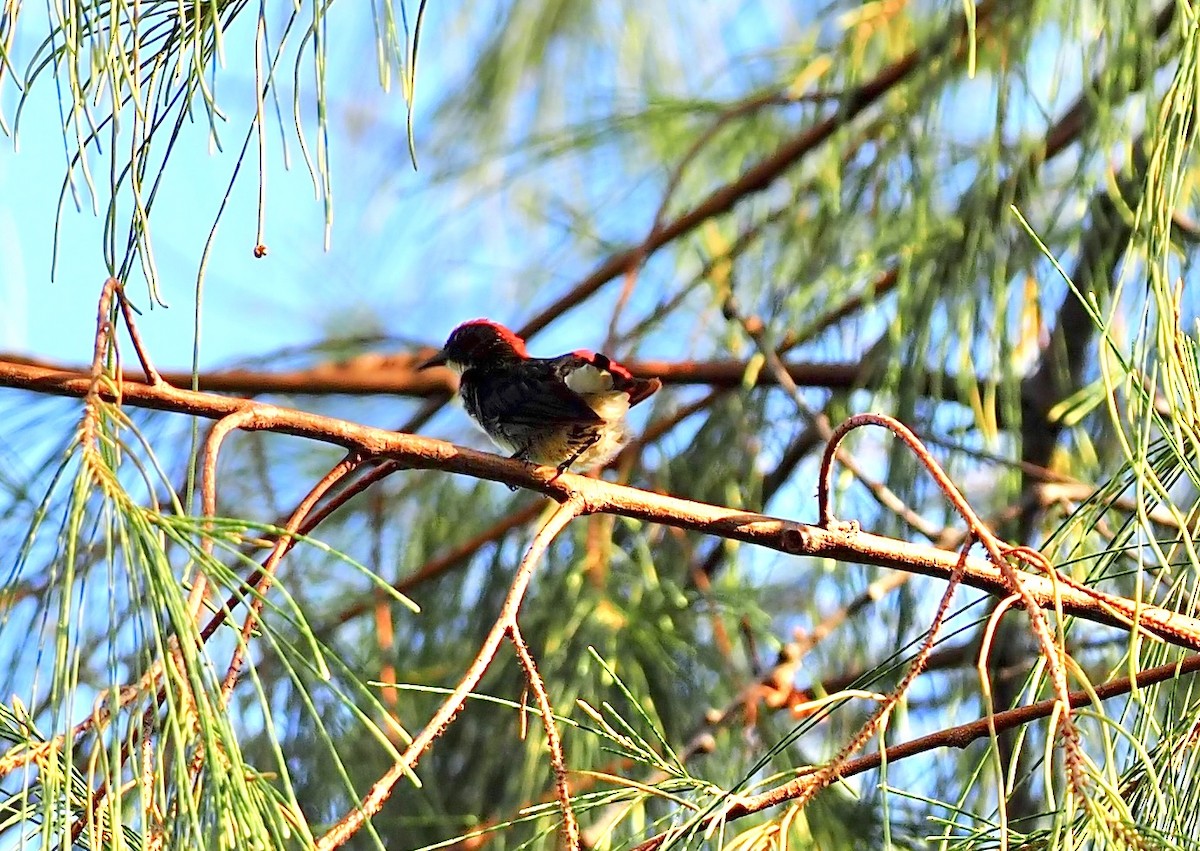 Scarlet-backed Flowerpecker - ML619564878