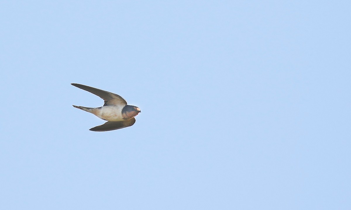 Barn Swallow - ML619564884