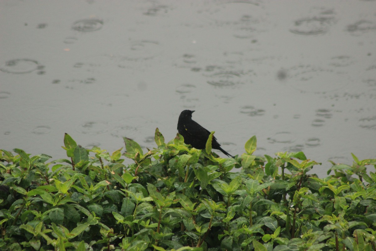 Yellow-winged Blackbird - ML619564893
