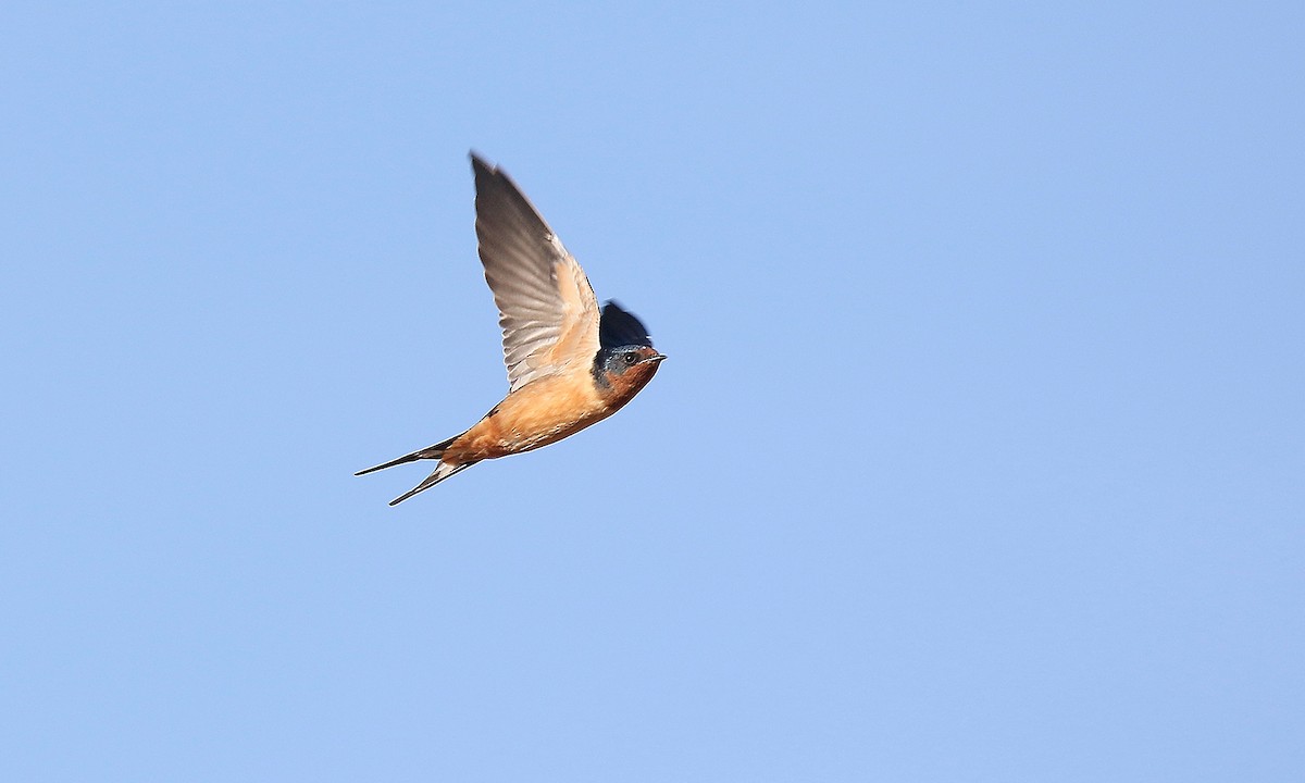 Barn Swallow - ML619564928