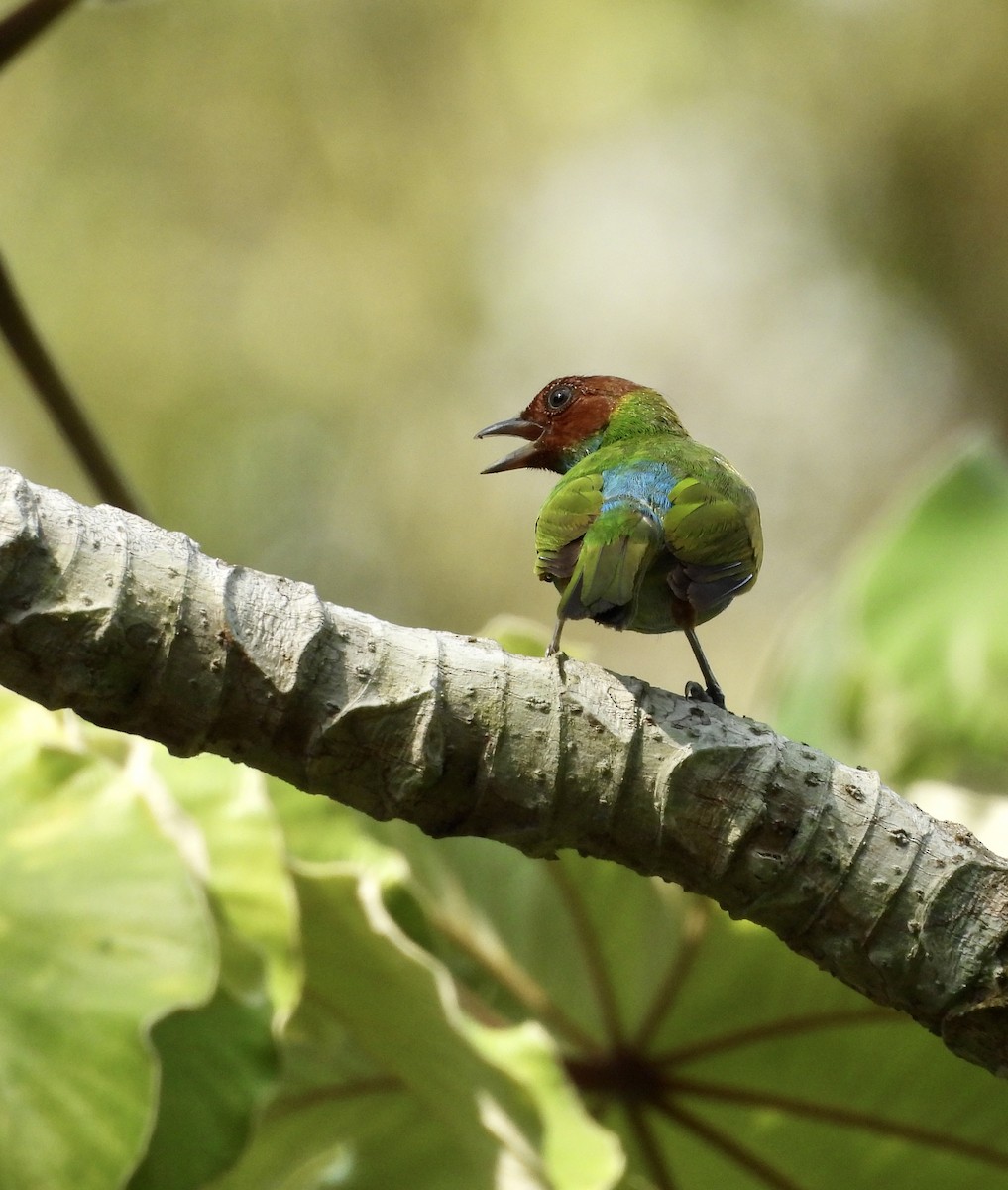 Bay-headed Tanager - ML619564931