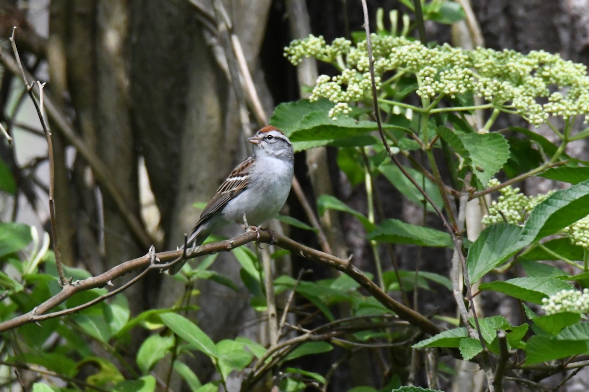 Chipping Sparrow - ML619564995