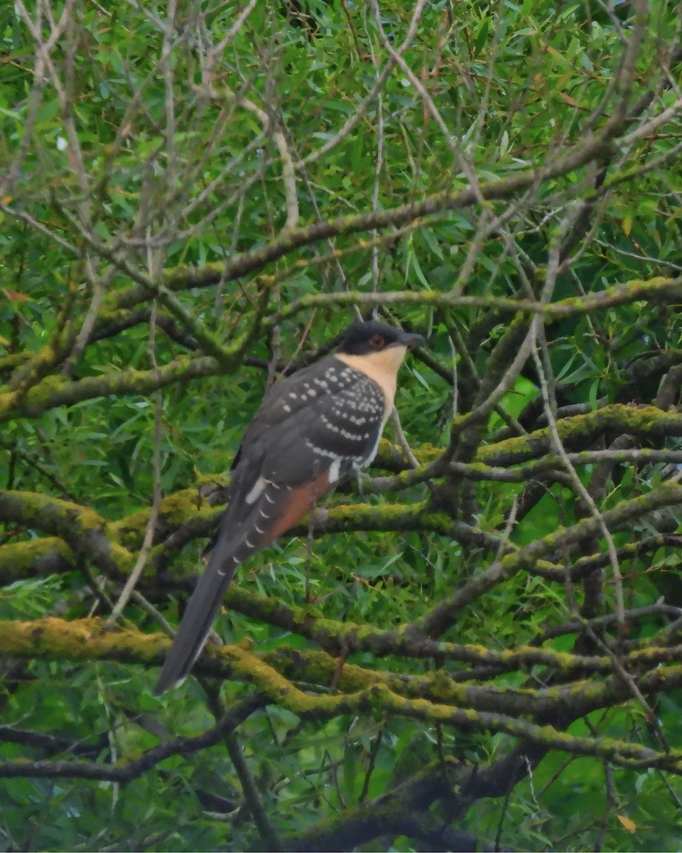 Great Spotted Cuckoo - ML619565074