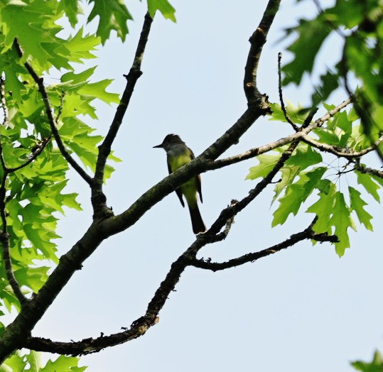 Great Crested Flycatcher - ML619565082