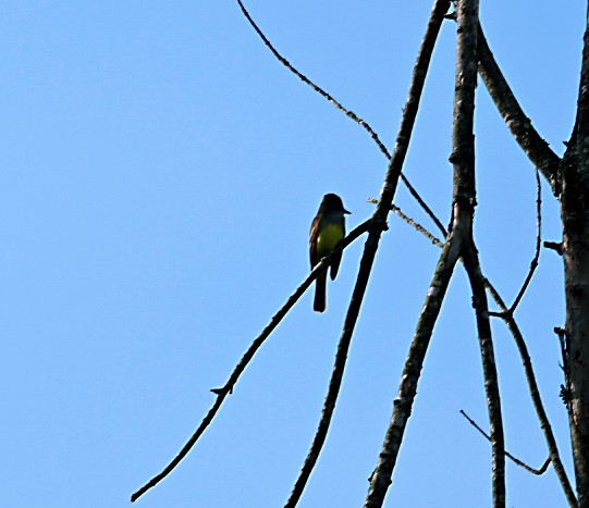 Great Crested Flycatcher - ML619565083
