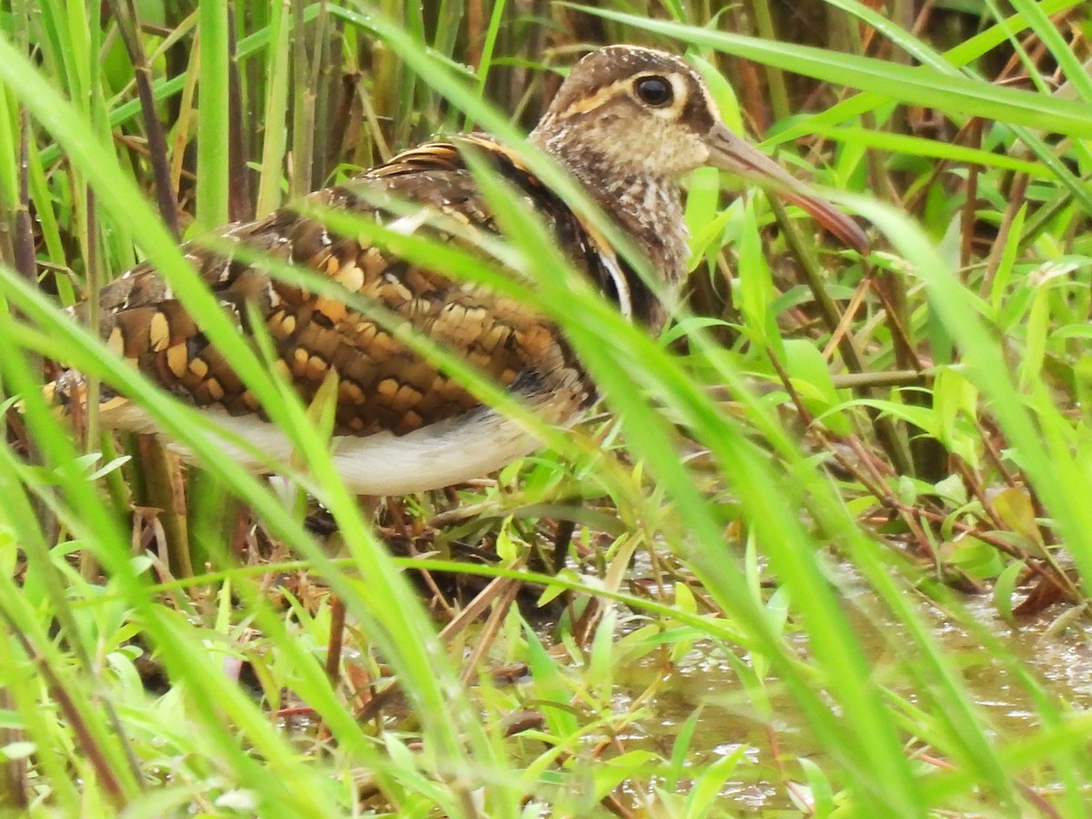 Greater Painted-Snipe - ML619565138