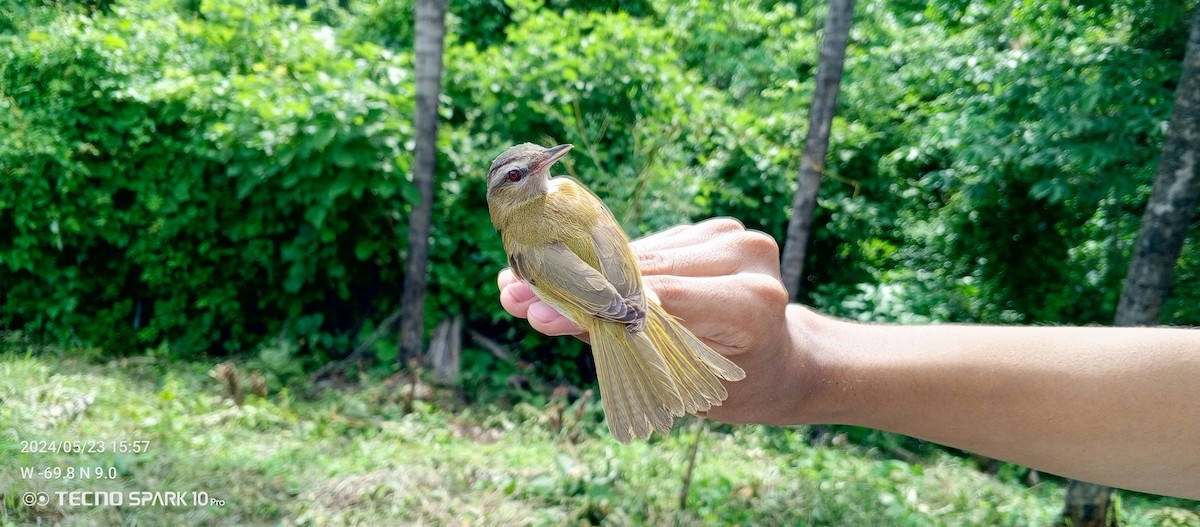 vireo sp. (Red-eyed Vireo complex) - ML619565166