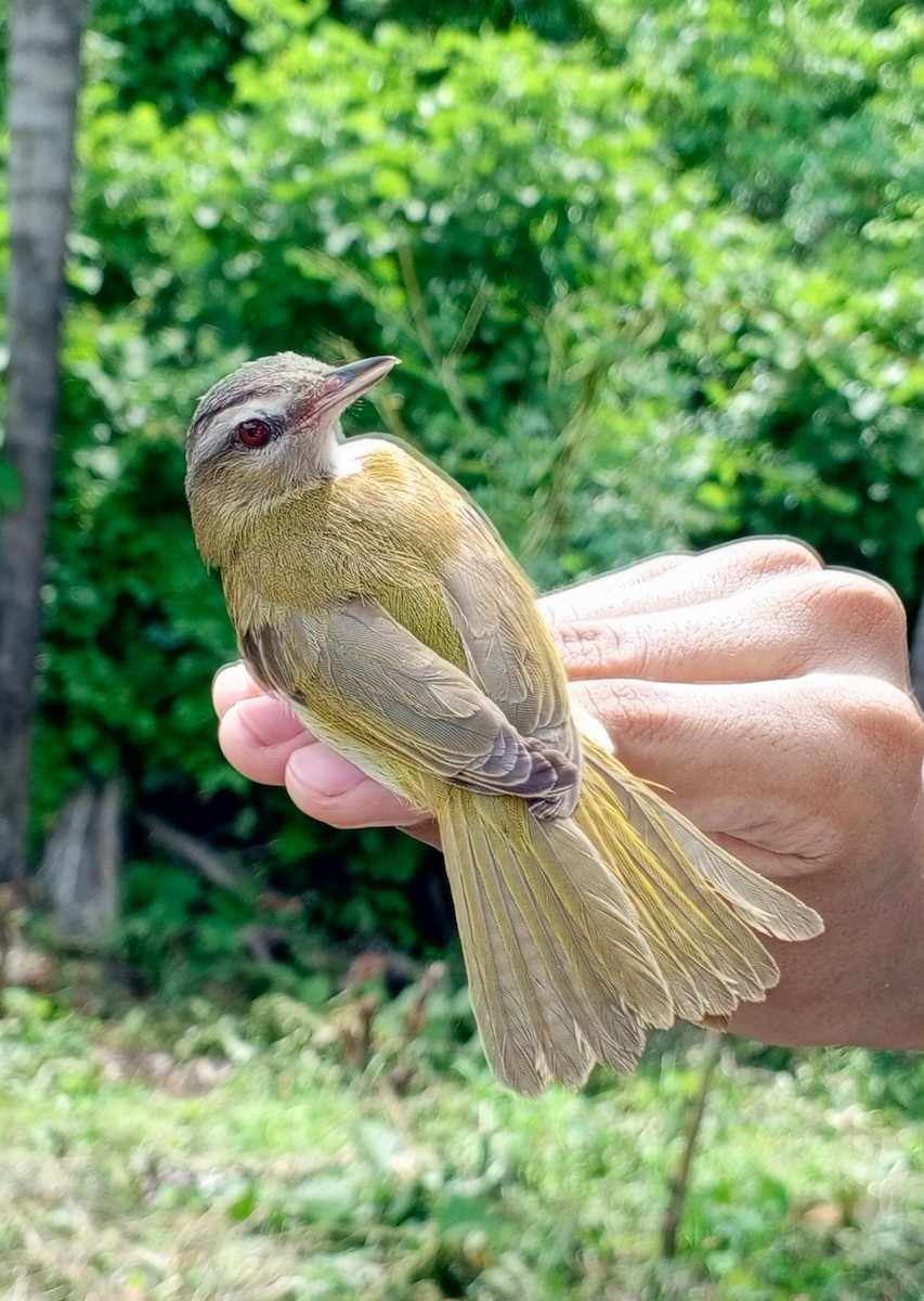 vireo sp. (Red-eyed Vireo complex) - ML619565168