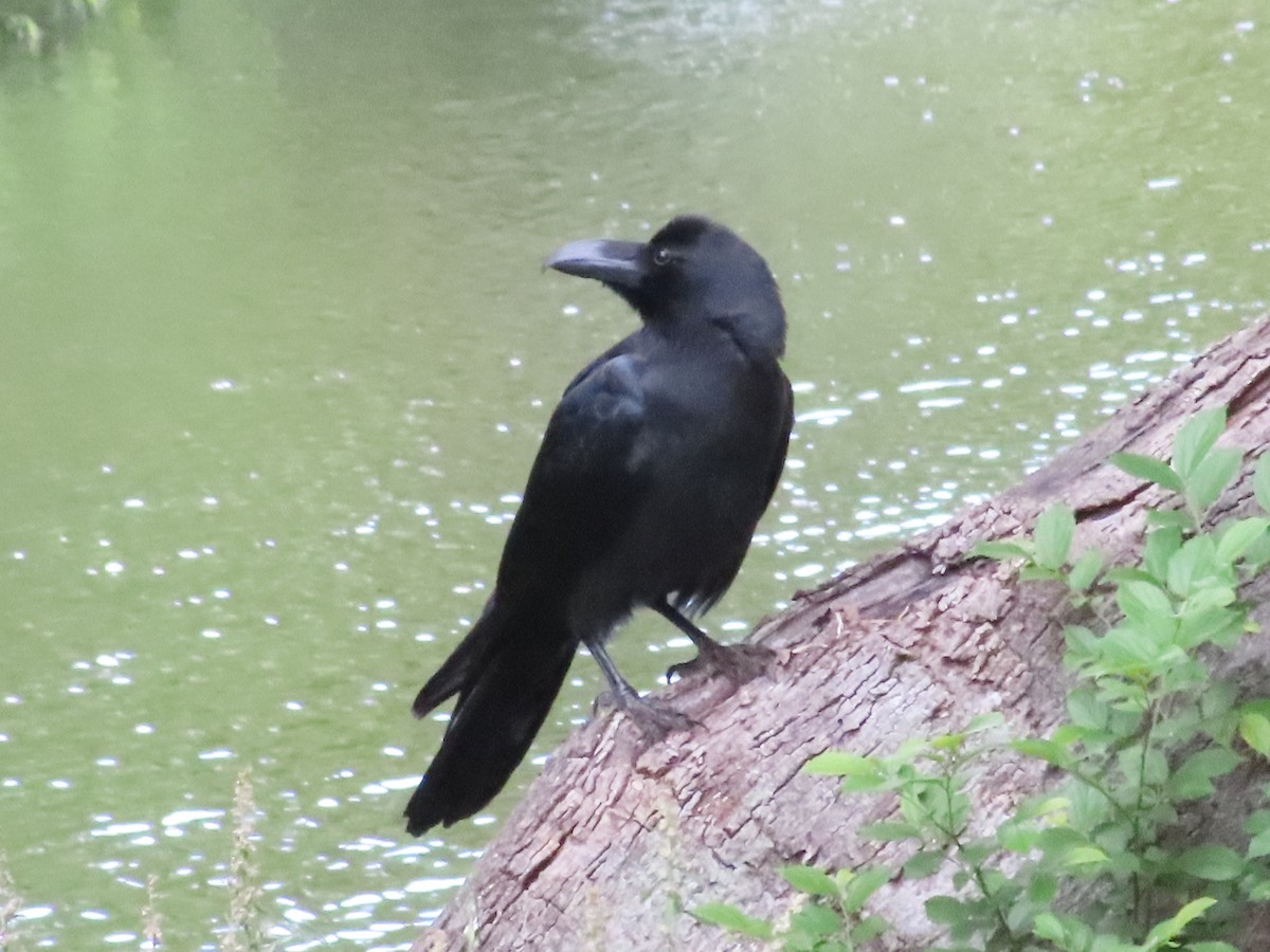 Large-billed Crow - ML619565203