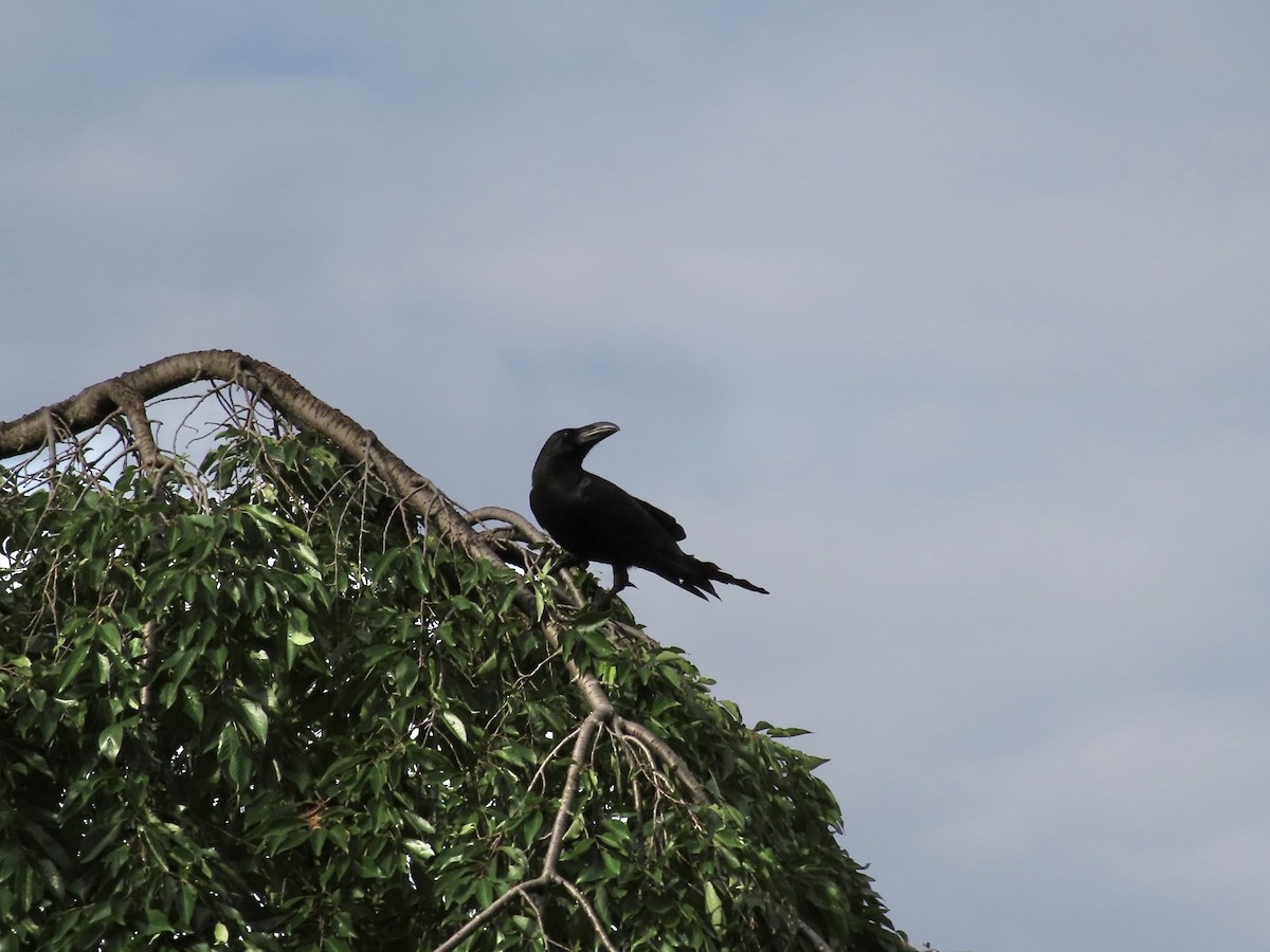 Large-billed Crow - ML619565233