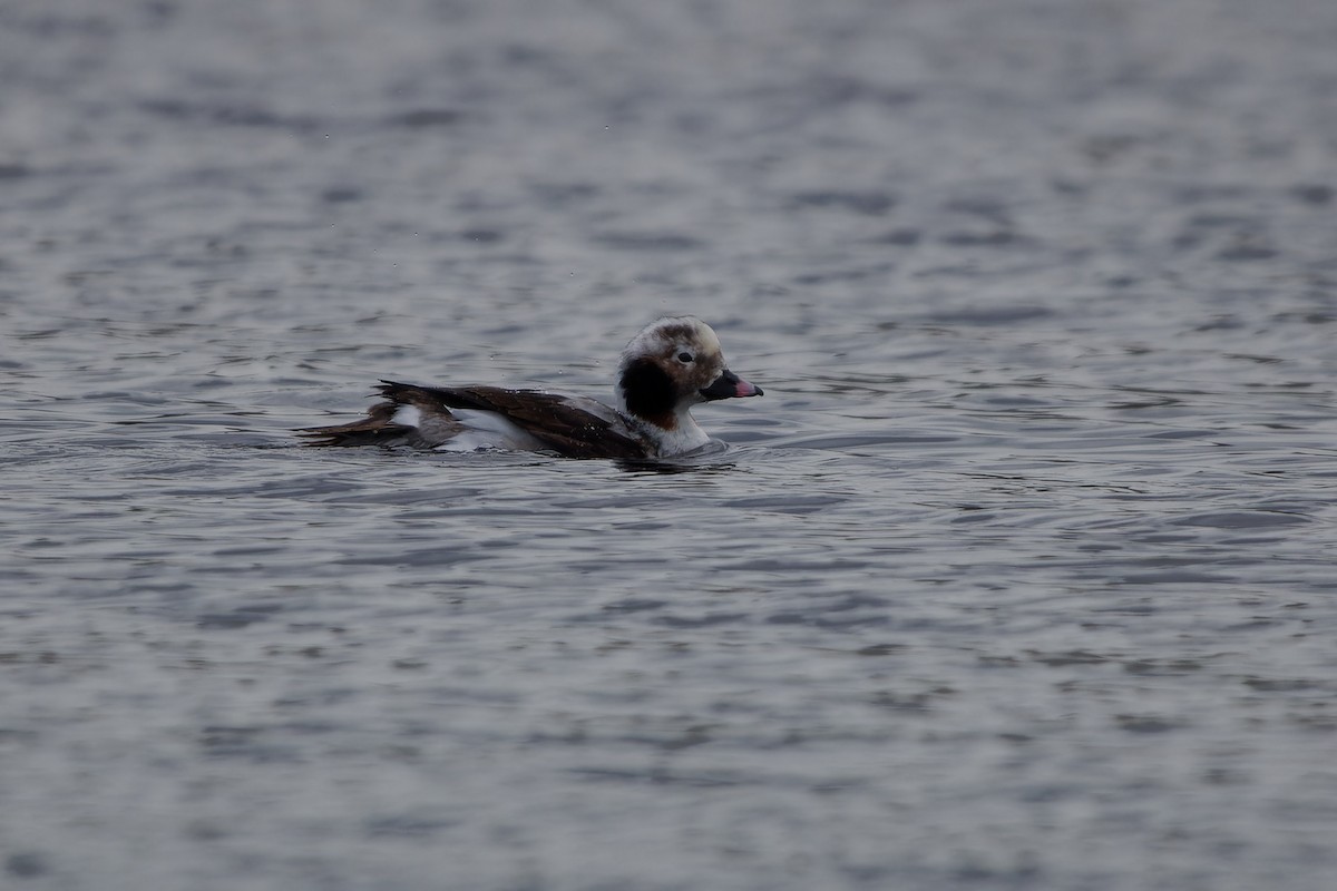 Long-tailed Duck - ML619565246