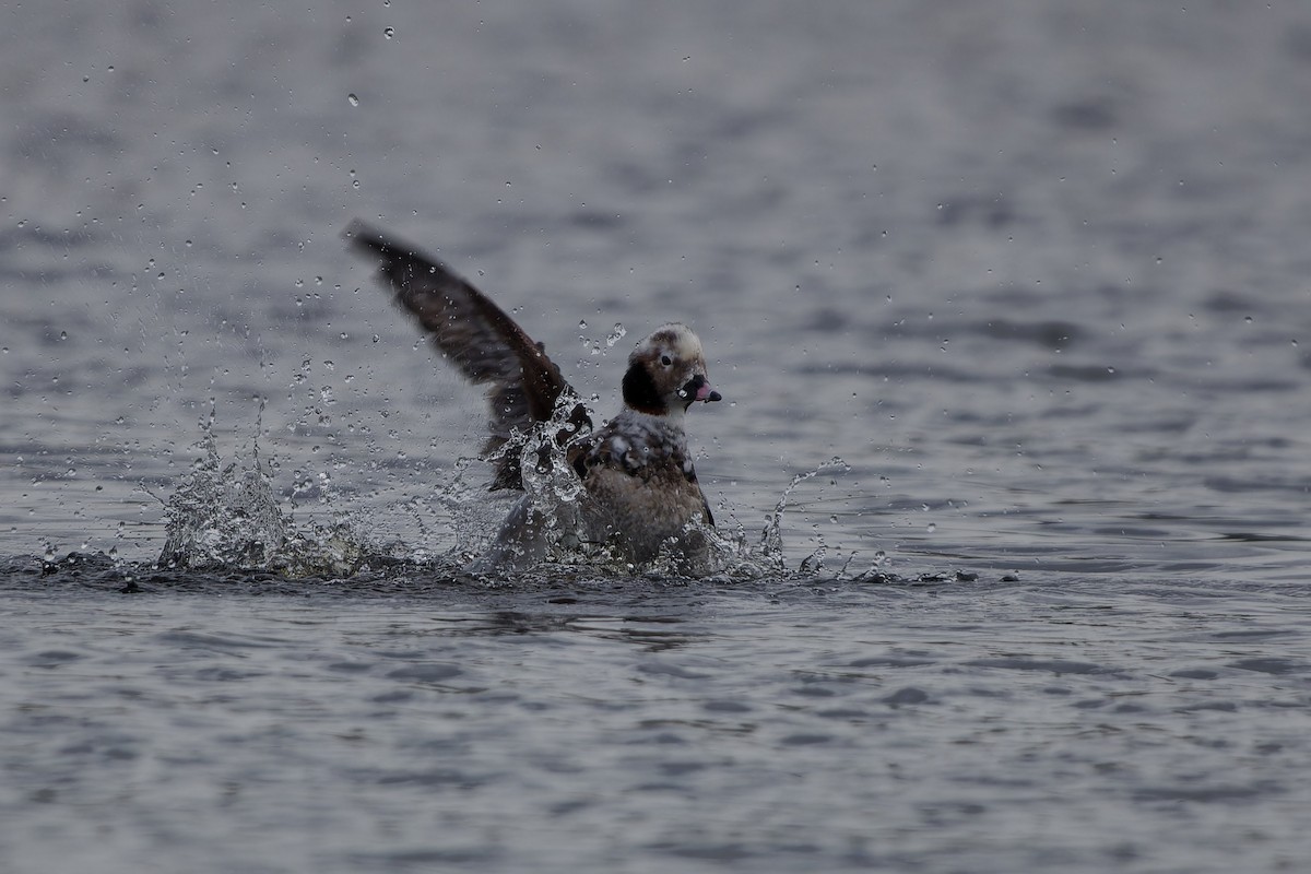 Long-tailed Duck - ML619565247