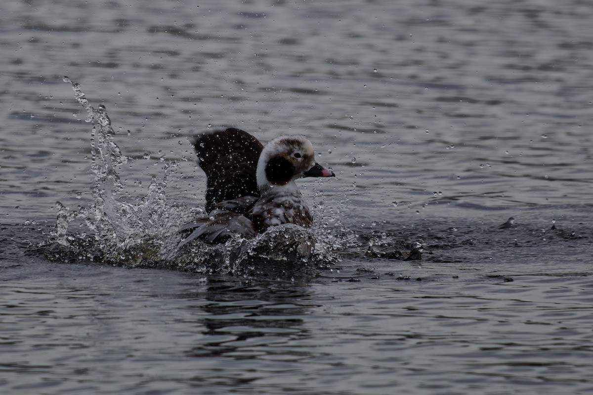 Long-tailed Duck - ML619565248