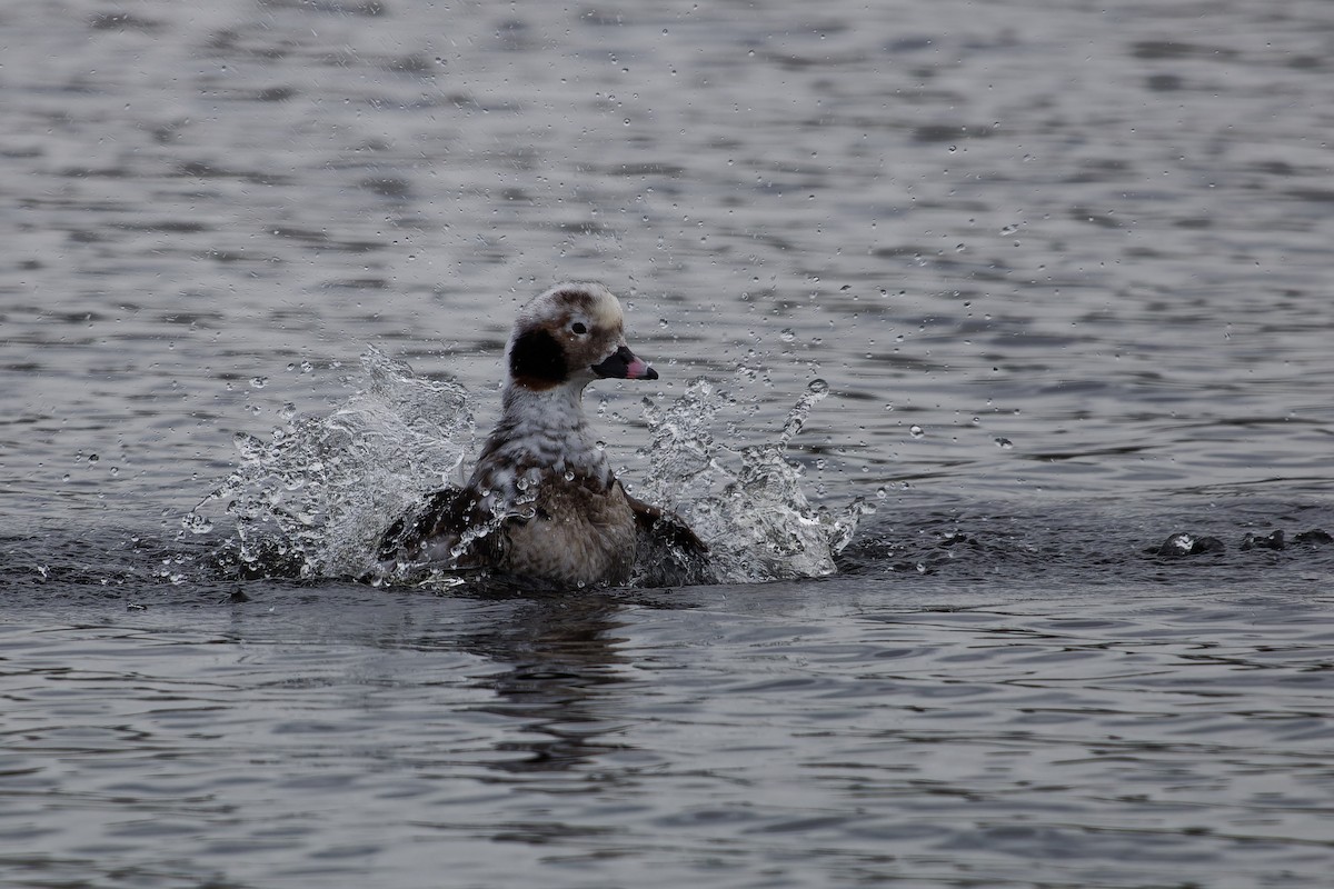 Long-tailed Duck - ML619565249