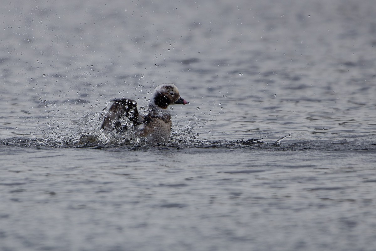 Long-tailed Duck - ML619565253