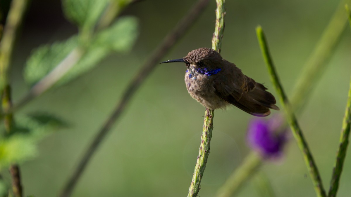 kolibřík fialovouchý - ML619565261