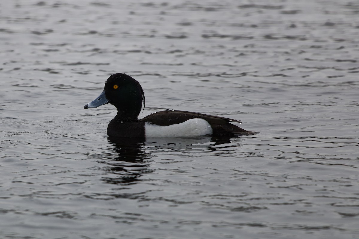 Tufted Duck - ML619565266