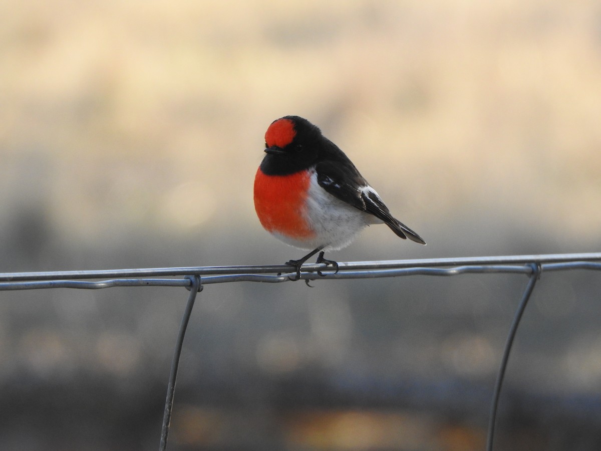 Red-capped Robin - ML619565280