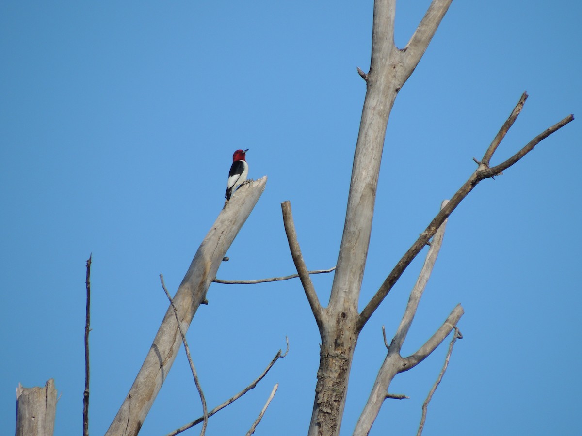 Red-headed Woodpecker - ML619565293