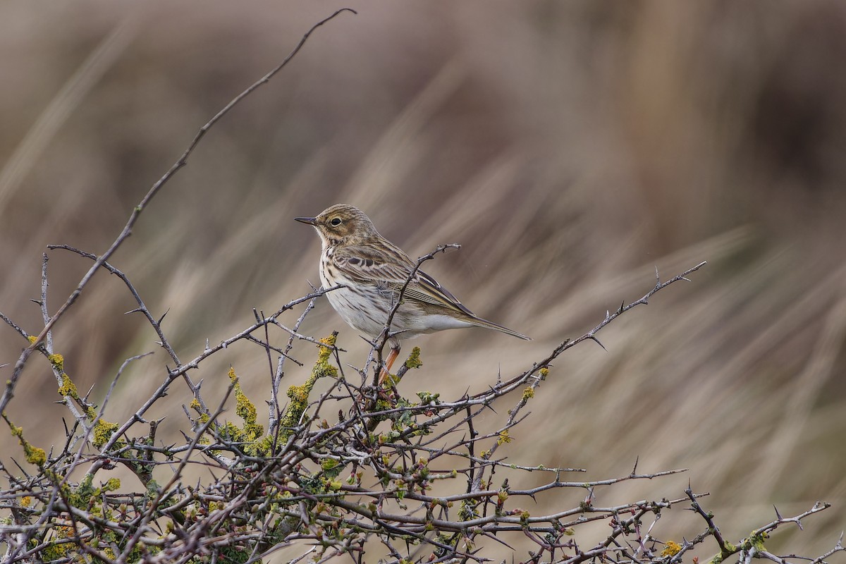 Meadow Pipit - ML619565298