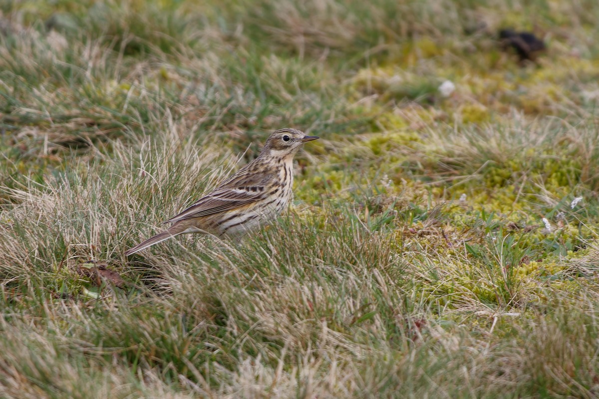 Meadow Pipit - ML619565299