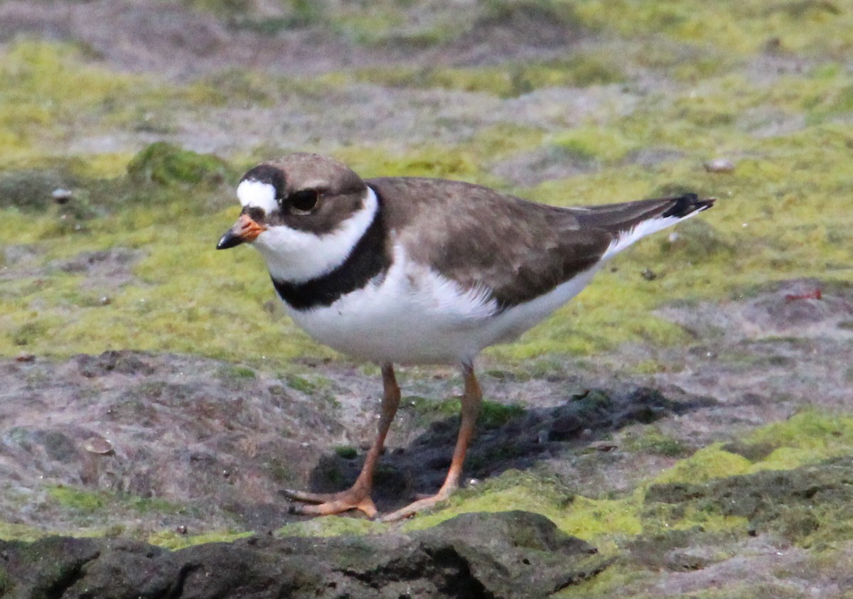 Semipalmated Plover - ML619565361