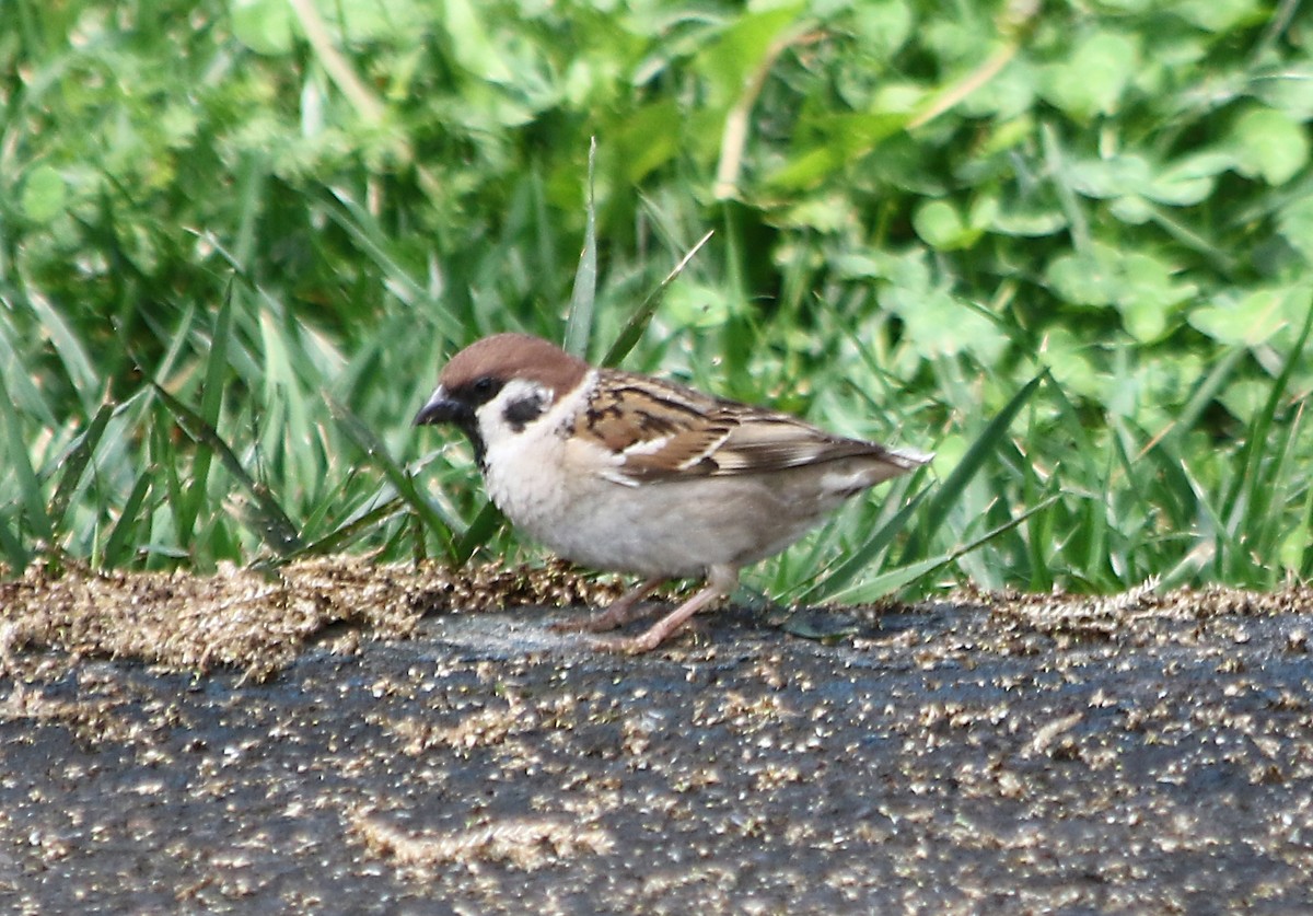 Eurasian Tree Sparrow - ML619565417
