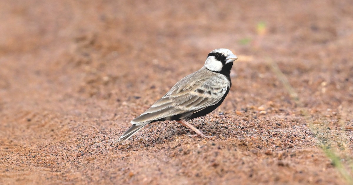 Ashy-crowned Sparrow-Lark - ML619565474