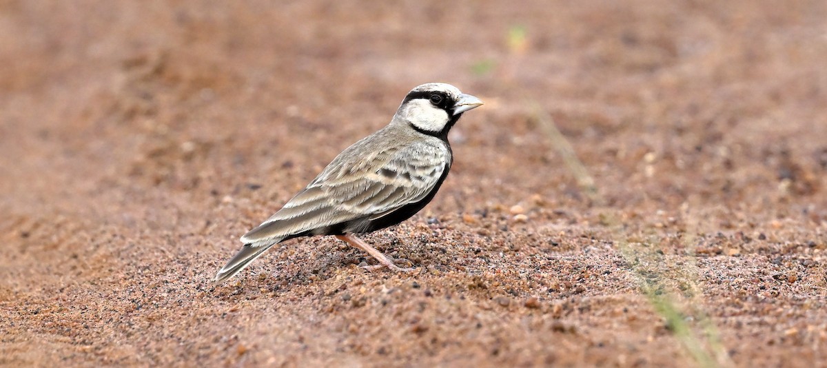 Ashy-crowned Sparrow-Lark - ML619565475