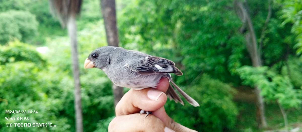 Gray Seedeater - ML619565485