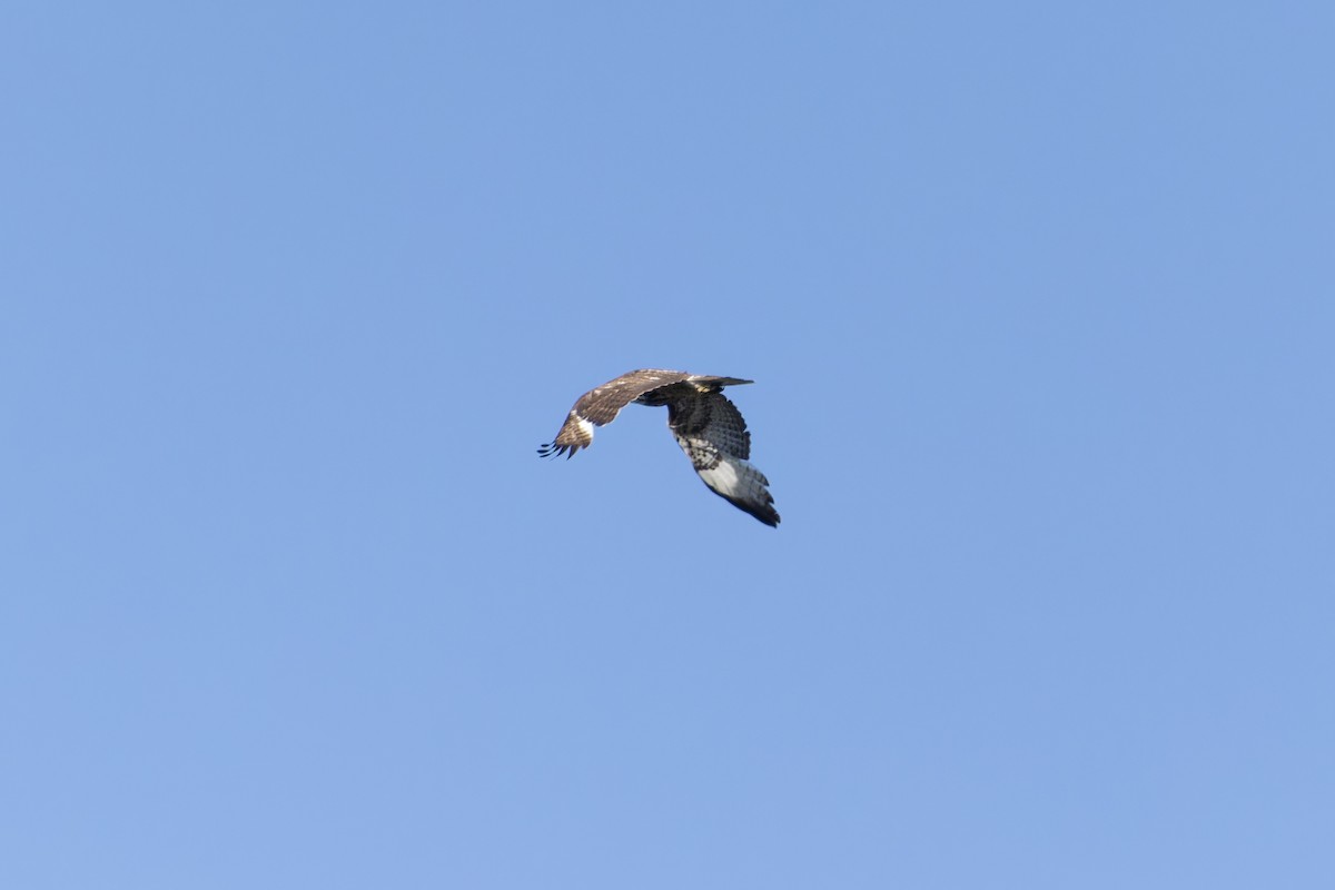 Red-tailed Hawk - ML619565515