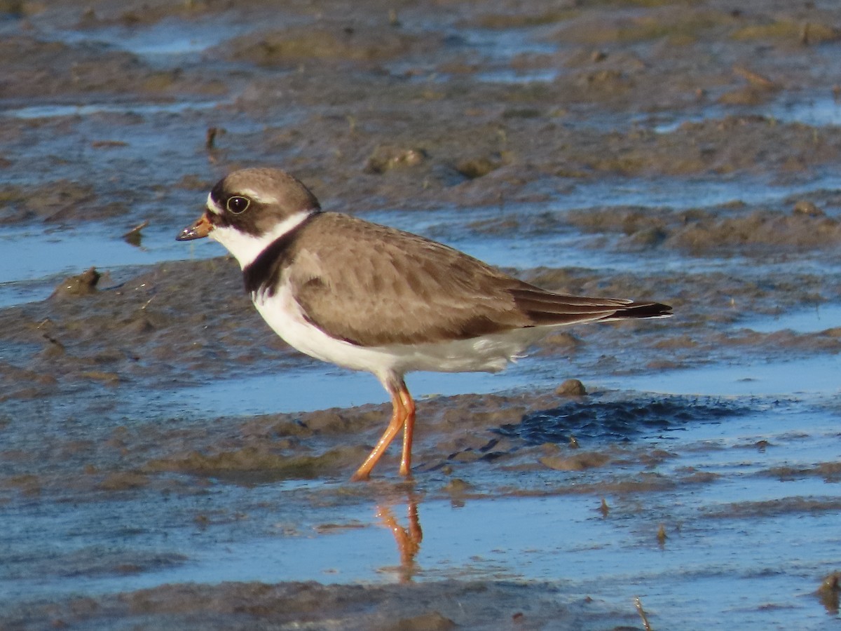 Semipalmated Plover - ML619565539