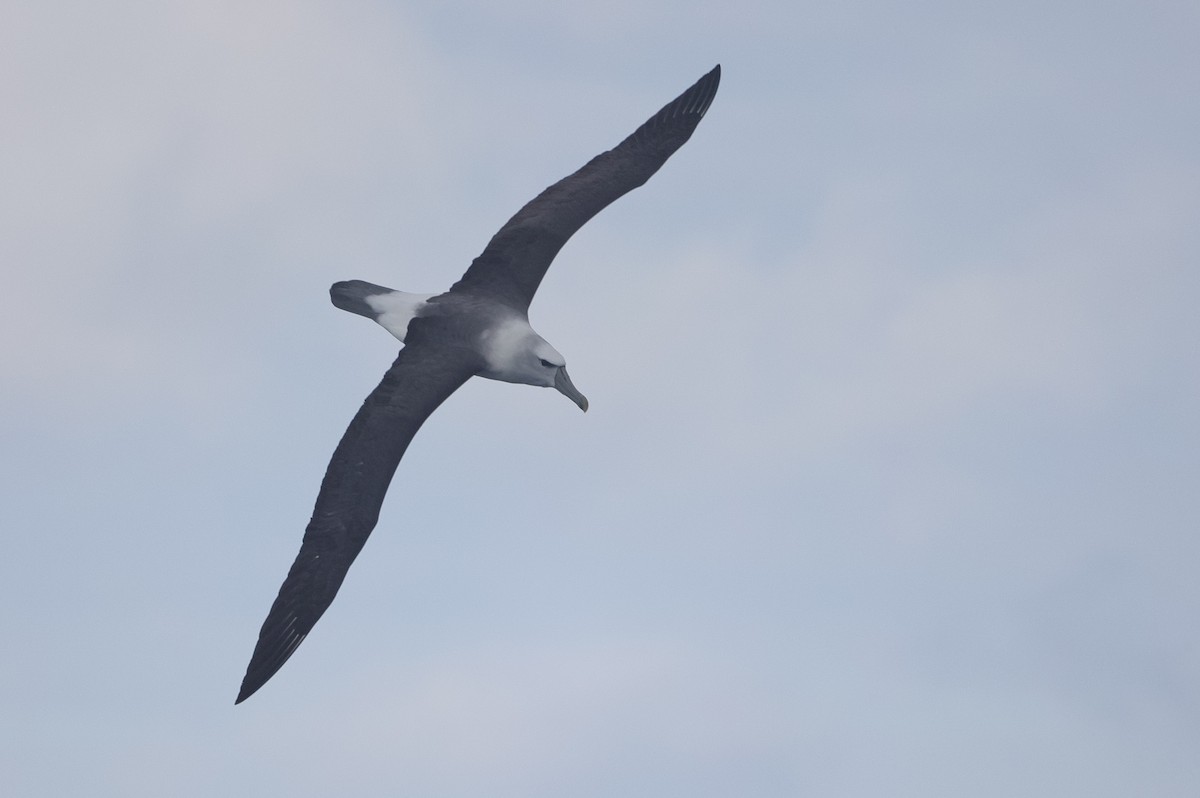 White-capped Albatross - ML619565548