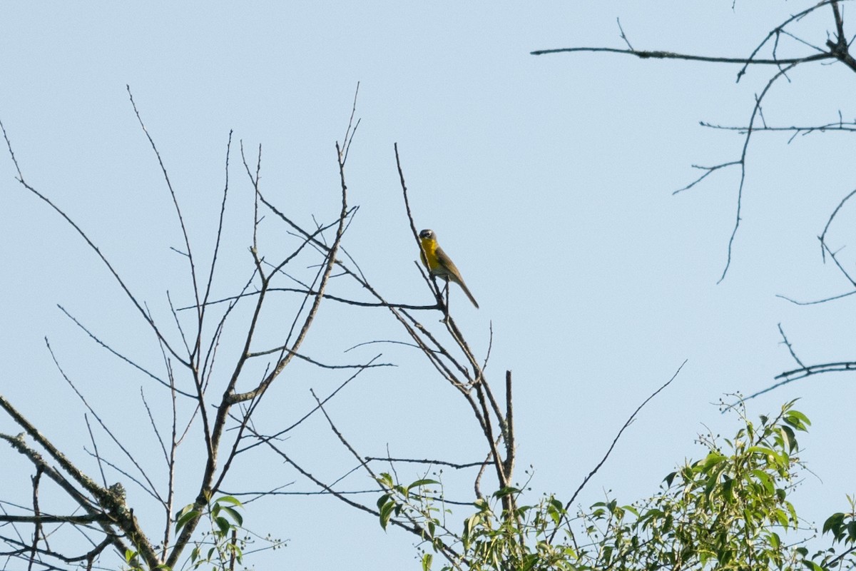 Yellow-breasted Chat - ML619565575